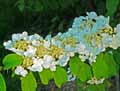 Viburnum plicatum