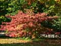 Viburnum plicatum