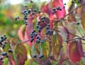 Viburnum plicatum