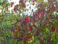 Viburnum plicatum