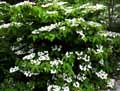 Viburnum plicatum Mariesii