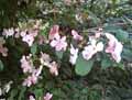 Viburnum plicatum Pink Beauty