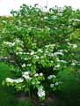 Viburnum plicatum