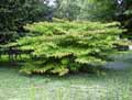 Viburnum plicatum Watanabe