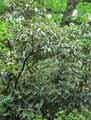 Viburnum ritidophyllum