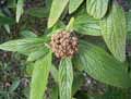 Viburnum ritidophyllum