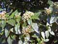 Viburnum tinus