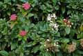 Viburnum tinus