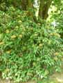 Viburnum x rhytidophylloides