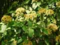 Viburnum x rhytidophylloides