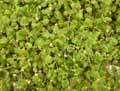 Aptenia cordifolia