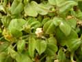 Caryophyllales