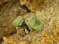 Aizoaceae-Argyroderma-congregatum-Argyroderma.jpg