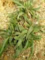 Aizoaceae-Bergeranthus-multiceps-Three-O-clock-Illuminating-Wave.jpg