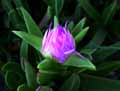 Aizoaceae-Carpobrotus-acinaciformis-Griffe-de-sorciere-Croc-de-sociere-Figue-des-Hottentots-Figue-de-mer-Figue-marine.jpg