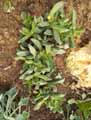Aizoaceae-Carruanthus-caninus-Carruanthus.jpg