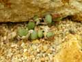 Aizoaceae-Conophytum-globosum-Conophytum.jpg
