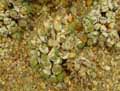 Aizoaceae-Conophytum-hians-Conophytum.jpg