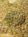 Aizoaceae-Conophytum-quartzyticum-Conophytum.jpg