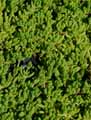 Delosperma deschampsii