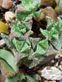 Faucaria felina