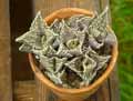 Faucaria tigrina