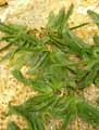Aizoaceae-Glottiphyllum-cruciatum-Glottiphyllum.jpg