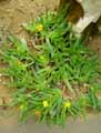 Aizoaceae-Glottiphyllum-regium-Tongue-leaved-mesemb.jpg