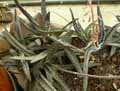 Aizoaceae-Glottyphyllum-depressum-Tongue-plant-Skilpadskos.jpg
