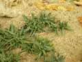 Hereroa calycina