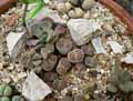 Aizoaceae-Lithops-salicola-reticulata-Plante-caillou.jpg