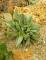 Machairophyllum stenopetalum