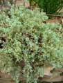Aizoaceae-Oscularia-deltoides-Deltoid-leaved-Dewplant.jpg