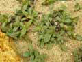 Aizoaceae-Pleiospilos-peersii-Split-rock.jpg