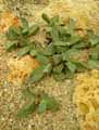 Aizoaceae-Pleispilos-longibracteatus-Pleispilos.jpg