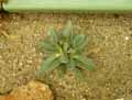 Rhombophyllum dolabriforme