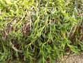 Ruschia gracilis