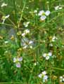 Alisma plantago-aquatica
