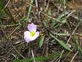 Baldellia ranunculoides