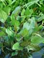 Echinodorus cordifolius