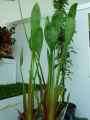 Sagittaria lancifolia f. ruminoides