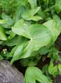 Sagittaria latifolia