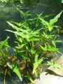 Sagittaria sagittifolia