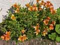 Alstroemeria aurantiaca