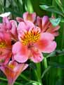 Liliales