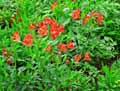 Alstroemeria montgeoffroy