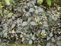 Amaranthaceae-Alternanthera-dentata-f.-rubiginosa-Calico-Chrismas-clover-Joyweed.jpg