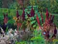 Amaranthus Elephant\'s Head