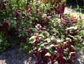Amaranthaceae-Amaranthus-caudatus-Amaranthe-Queue-de-renard.jpg