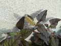 Amaranthus deflexus